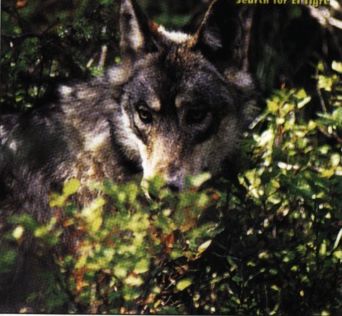 brushwolf.jpg