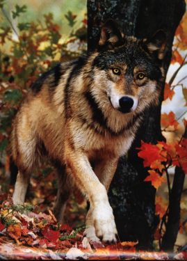 octwolf.jpg