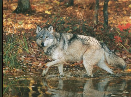 wolf1.jpg