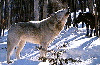 wolfhowl.jpg